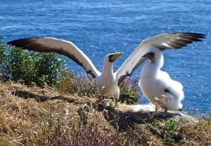 Masked booby spreads its wings