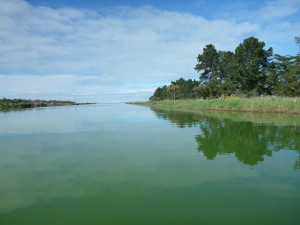 Green algae make the river and lake toxic
