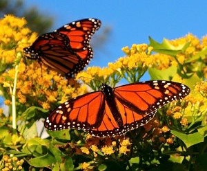 Male monarch butterfliy identified by two spots on lower wings