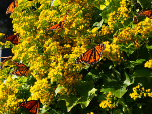 monarch butterflies