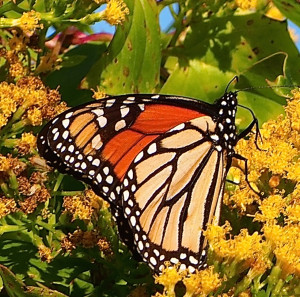 Monarch butterfly