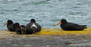 pied oyster catchers greet us on arrival wharf