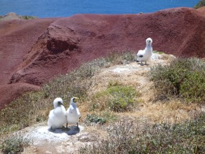 masked booby pair and chick