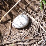 whalebird egg