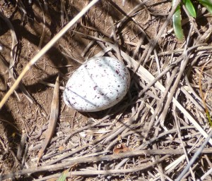 whalebird egg