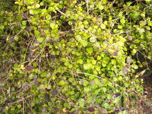 Coprosma rotundifolia